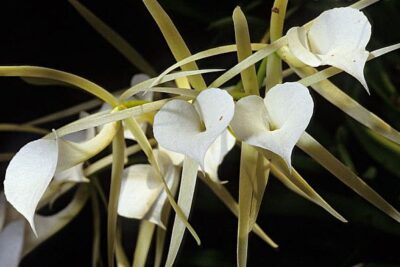 brassavola
