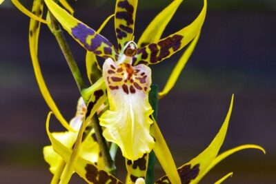 brassia