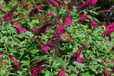 buddleia
