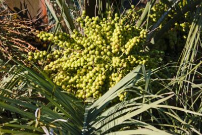 butia