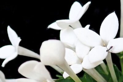 beaucarnea