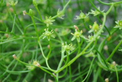 Bowiea Volubilis