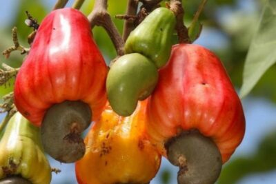 beneficios-y-propiedades-del-caujil