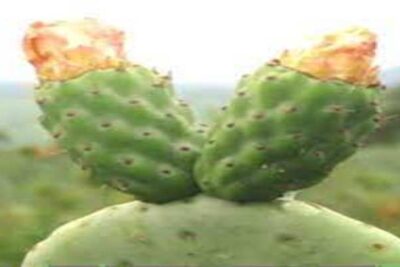 El Nopal