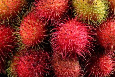 beneficios-y-propiedades-del-erizo-de-árbol