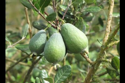 beneficios-y-propiedades-de-la-guayaba-de-brasil