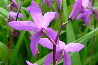 bletilla