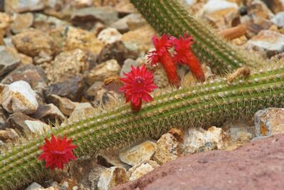 borzicactus