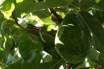 Beneficios-y-propiedades-del-aguacatero