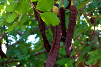 Beneficios-y-propiedades-del-algarrobo
