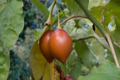 Beneficios-y-propiedades-del-árbol-de-tomate