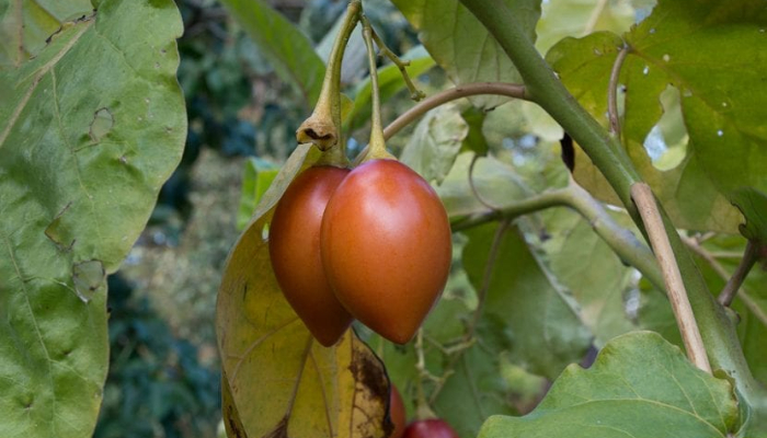 Beneficios-y-propiedades-del-árbol-de-tomate