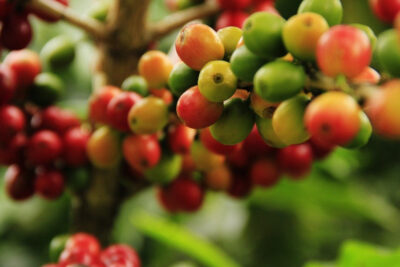 Beneficios-y-propiedades-del-cafeto