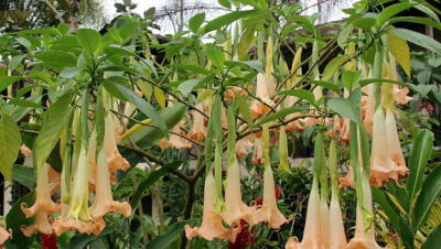 beneficios-y-propiedades-de la-brugmansia