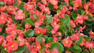 beneficios-y-propiedades-de-la-begonia