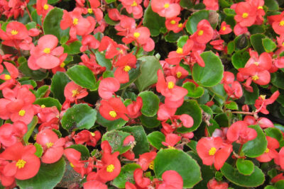 beneficios-y-propiedades-de-la-begonia