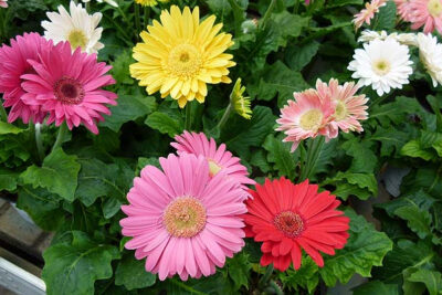 beneficios-y-propiedades-de-la-gerbera
