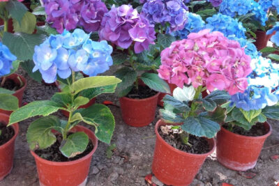 beneficios-y-propiedades-de-la-hortensia