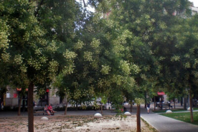 beneficios-y-propiedades-de-la-sophora