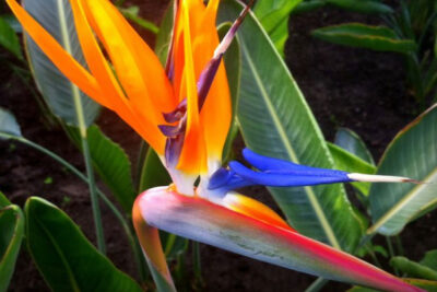 beneficios-y-propiedades-de-la-strelitzia